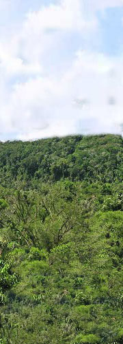 Regenwald am Amazonas