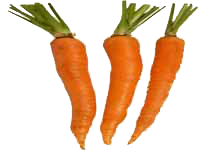 Karotten - säen und ernten