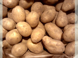 Kartoffel im Garten - anbauen und ernten