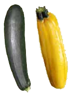 Zucchini - anbauen und ernten