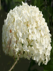 wunderschöne Blühpflanzen: weiße Hortensie