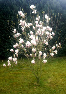 junger Magnolienbaum in voller Blüte (Tulpenmagnolie)