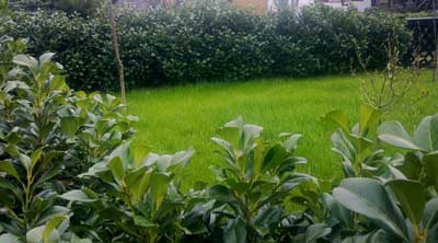 Kirschlorbeerhecke dicht am Zaun gepflanzt