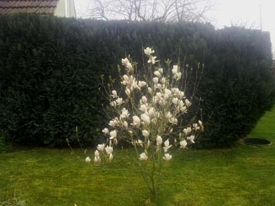 Sichtschutzhecke mit jungem Magnolienbaum