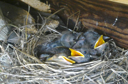 Jungvögel im Nest