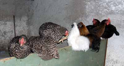 Hühner im Hünerstall
