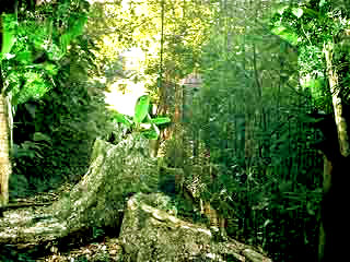 Dschungel im Kongobecken