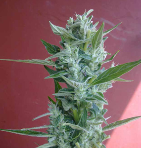 Hanf - Cannabis Pflanze (Blüte)
